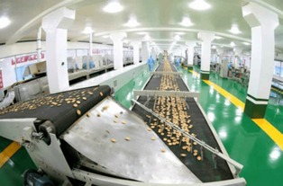 金正恩視察平壤食品工廠，創新設備彰顯國家實力與自豪